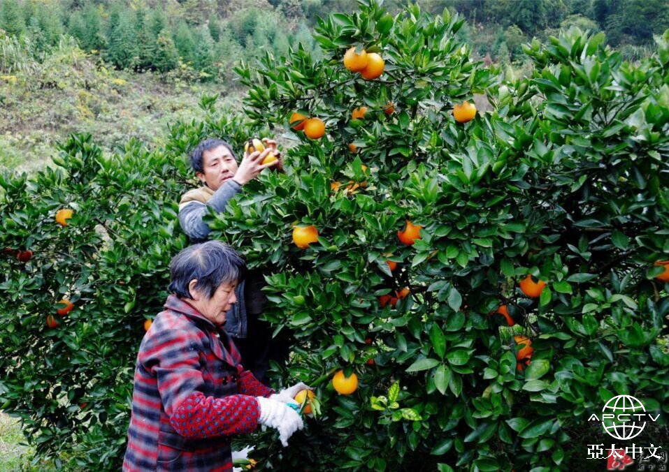 脐橙发源地崀山将迎来堪比“双11剁手节”的旅游购物狂欢